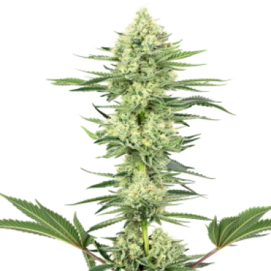 White Label Cannabis Seeds American Line White Gorilla Haze