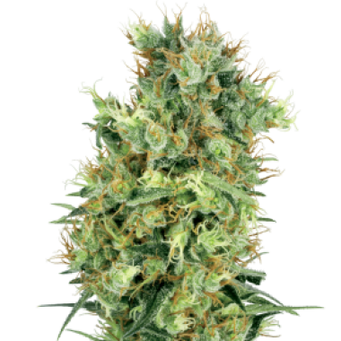 White Label Cannabis Seeds California Orange Bud