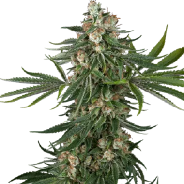 White  Label  Cannabis  Seeds  Fallout  Og