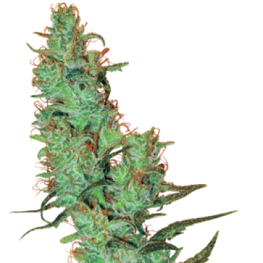 White Label Cannabis Seeds Jack Herer
