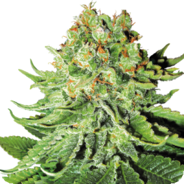 White Label Cannabis Seeds Northern Lights Auto