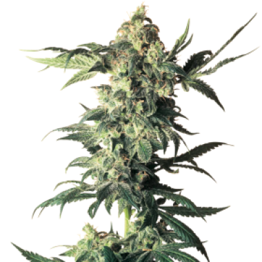 White Label Cannabis Seeds Northern Lights