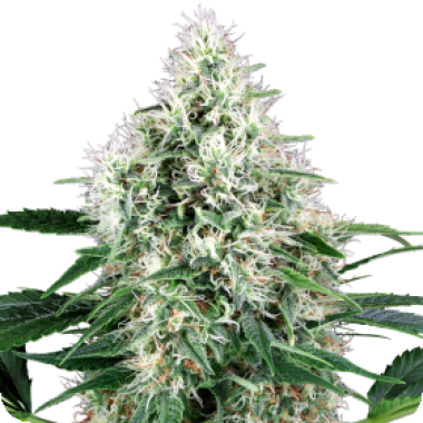 White Label Cannabis Seeds Pure Power Plant Auto