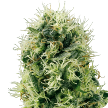 White Label Cannabis Seeds Pure Power Plant
