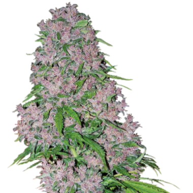White Label Cannabis Seeds Purple Bud