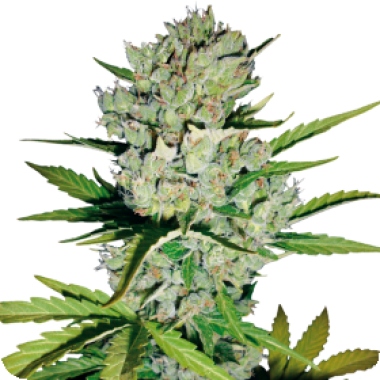 White Label Cannabis Seeds Skunk 1 Auto