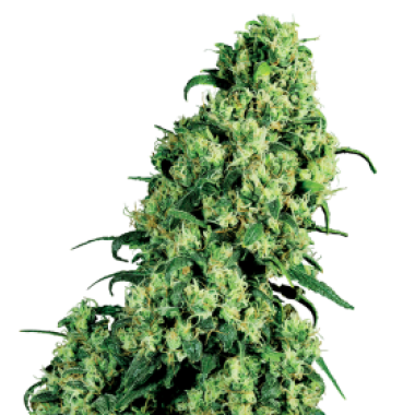 White Label Cannabis Seeds Skunk 1