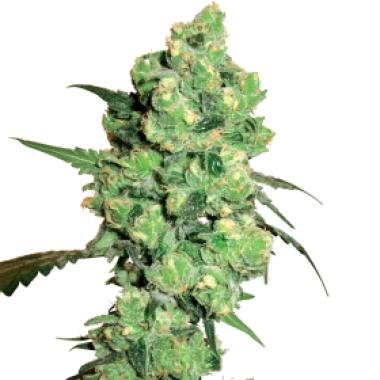 White Label Cannabis Seeds Super Skunk