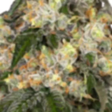 White Label Cannabis Seeds White Biscotti Og Xxl