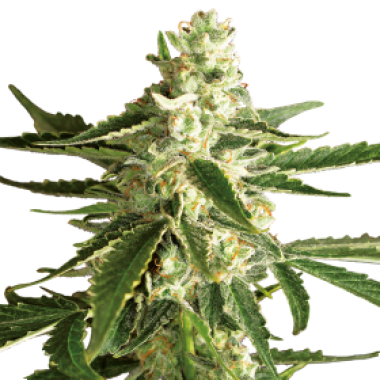 White Label Cannabis Seeds White Diesel Haze Auto