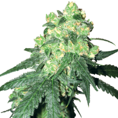 White Label Cannabis Seeds White Rhino