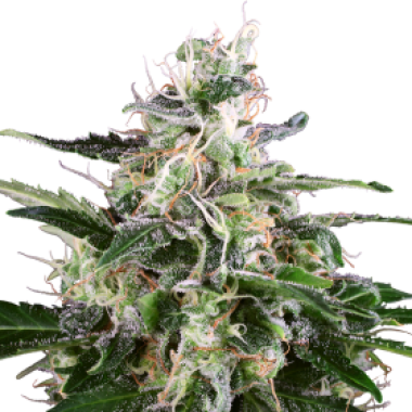 White Label Cannabis Seeds White Skunk Auto