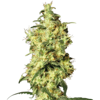 White Label Cannabis Seeds White Widow Auto