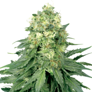 White Label Cannabis Seeds White Widow