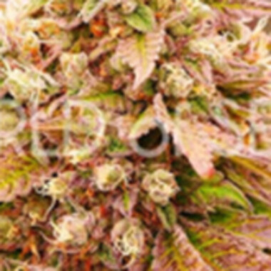 World Of Cannabis Seeds Burger Kush Early Version