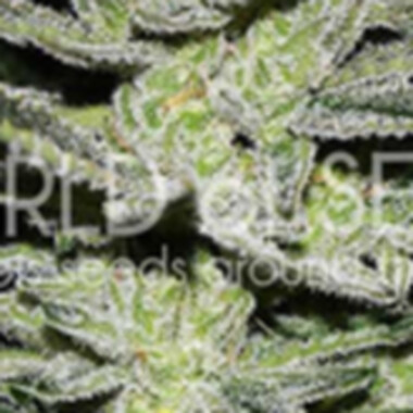 World  Of  Cannabis  Seeds  Chocolate  Thai  Og