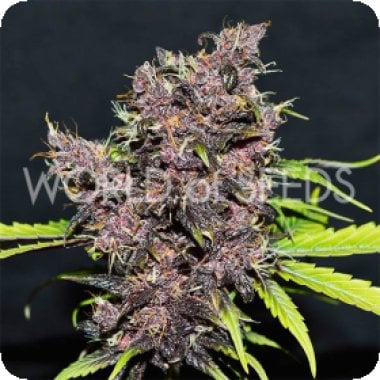 World Of Cannabis Seeds Purple Afghan Kush Ryder