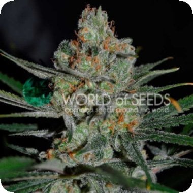 World  Of  Cannabis  Seeds  Cannabis  Seeds  Afghan  Kush  Early