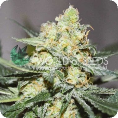 World  Of  Cannabis  Seeds  Cannabis  Seeds  Afghan  Kush  X  Skunk