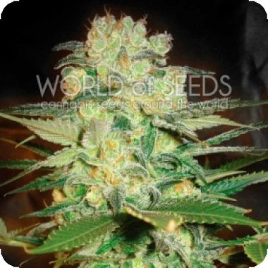 World  Of  Cannabis  Seeds  Cannabis  Seeds  Afghan  Kush  X  White  Widow