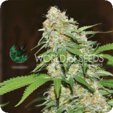 World Of Cannabis Seeds Cannabis Seeds Mazar X White Rhino