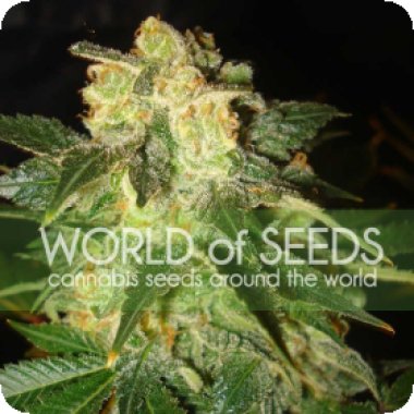 World  Of  Cannabis  Seeds  Cannabis  Seeds  Pakistan  Ryder