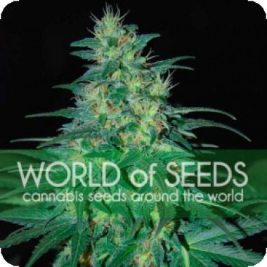 World  Of  Cannabis  Seeds  Cannabis  Seeds  South  African  Kwazulu