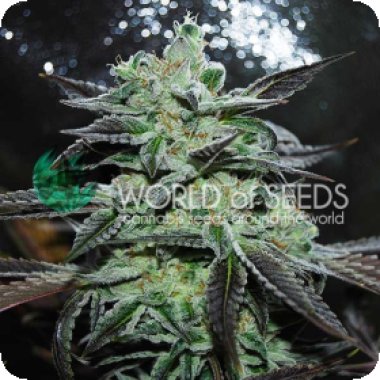 World Of Cannabis Seeds Cannabis Seeds Strawberry Blue