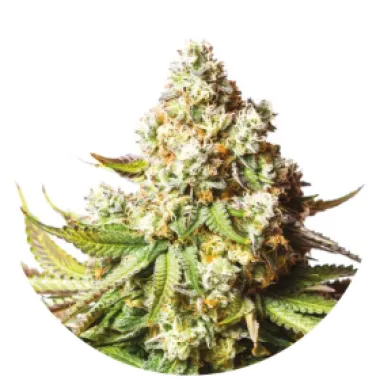 Yieldmonger  Cannabis  Seeds  Bear  Gorilla