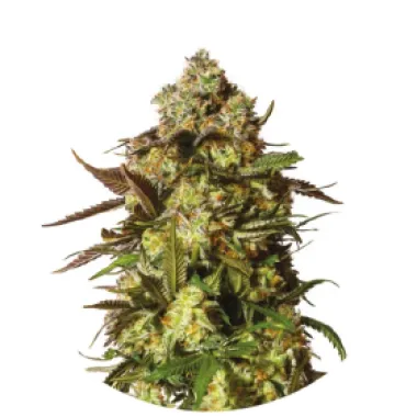 Yieldmonger  Cannabis  Seeds  Candied  Satsuma  Auto