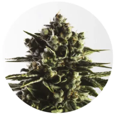 Yieldmonger  Cannabis  Seeds  Fat  Caramel  Auto