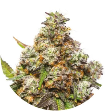 Yieldmonger  Cannabis  Seeds  Girl  Scout  Gelato