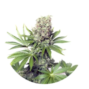 Yieldmonger  Cannabis  Seeds  Jumbo  Runtz