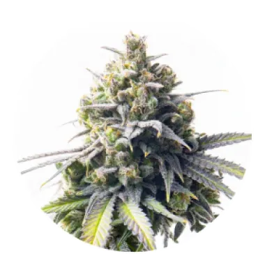 Yieldmonger  Cannabis  Seeds  Mega  Bucks  Auto