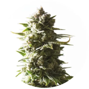 Yieldmonger  Cannabis  Seeds  Mother  Ape  Shit  Auto