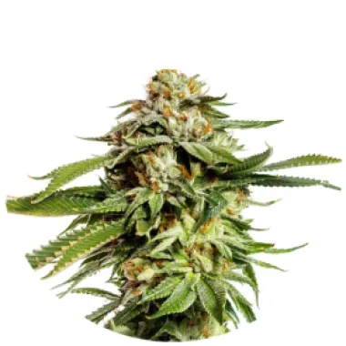 Yieldmonger  Cannabis  Seeds  Super  Scoop