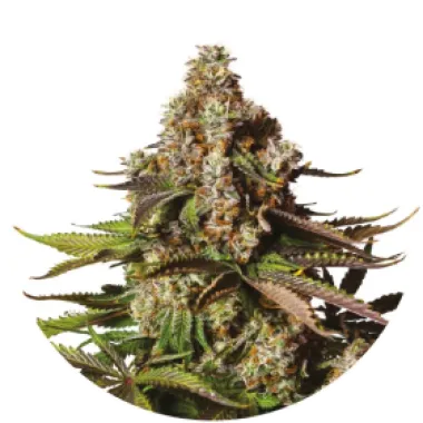 Yieldmonger  Cannabis  Seeds  Turbo  Zkittles