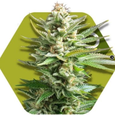 Zambeza  Cannabis  Seeds  Amnesia  Haze  Xl