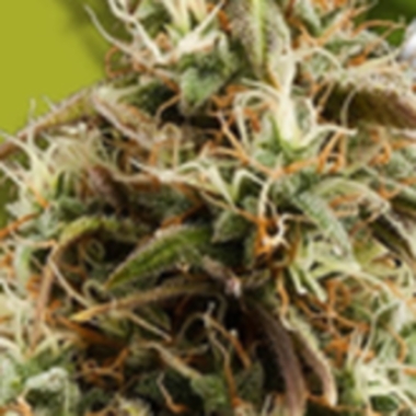 Zambeza  Cannabis  Seeds  Choco  Candy
