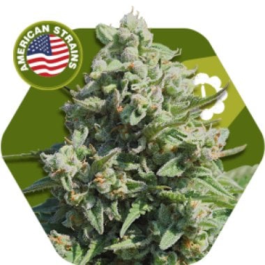 Zambeza  Cannabis  Seeds  Misty  Gorilla  Auto
