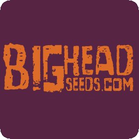 Bighead Cannabis  Seeds
