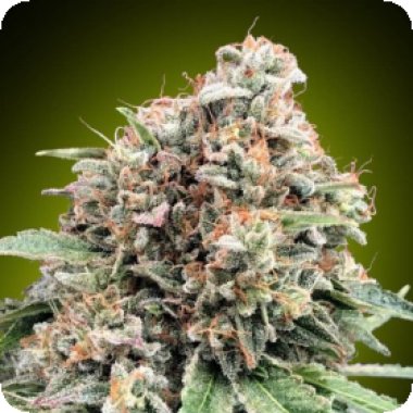 00 Cannabis Seeds Sweet Critica Feminised Cannabis Seeds 20