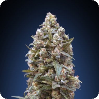 00 Kush Feminised Cannabis Seeds
