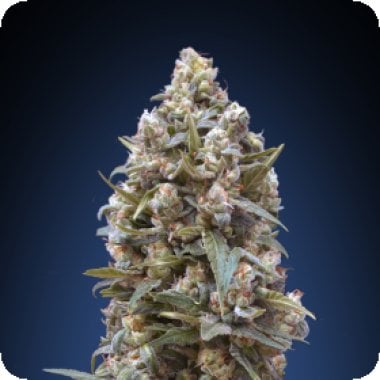 00  Kush  Feminised  Cannabis  Seeds