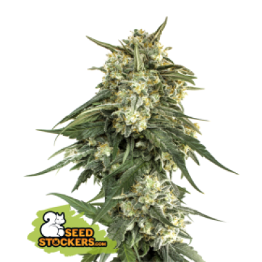 04 20 B C N 20 Critical 20 X X L 20 Fast 20 Feminised  Cannabis  Seeds