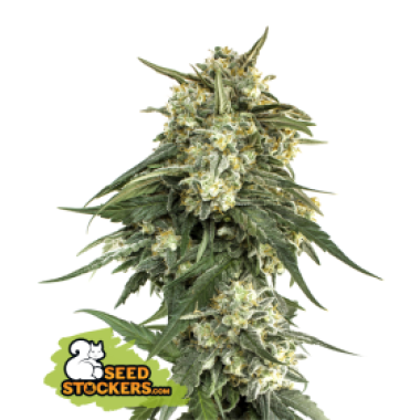 04 20 B C N 20 Critical 20 X X L 20 Fast 20 Feminised Cannabis Seeds