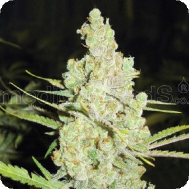 1024  Feminised  Cannabis  Seeds