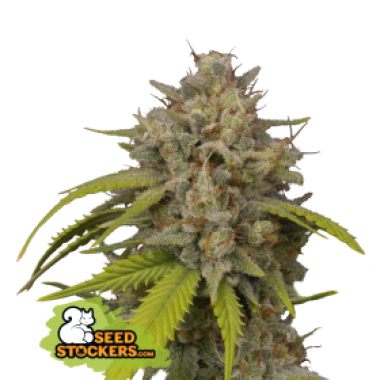 14 20 Cookies 20 Fast 20 Feminised  Cannabis  Seeds