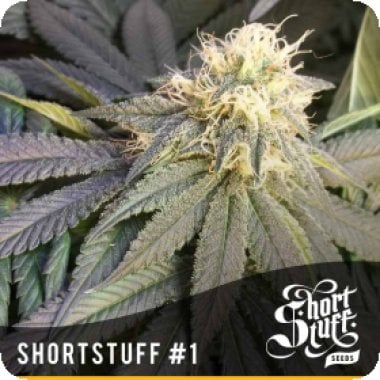 1  Feminised  Cannabis  Seeds 0