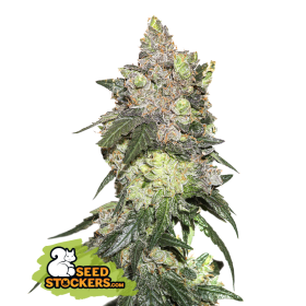 20 20 Girl 20 Scout 20 Cookies 20 Feminised  Cannabis  Seeds
